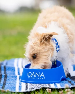 Fetch yourself a getaway your dog will drool over when you book The Dana’s Dana for Dogs package. 🦴🐕 

🐕‍🦺 Daily $25 “Cuisine & Cocktail” credit
🍖 Tasty dog treats
💧 Custom keepsake water bowl
🐾 Access to pet-friendly outdoor spaces

🔗 More info via @danamissionbay's link in bio. 

#PupOnTheBay #DogFriendlySanDiego